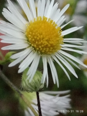 Erigeron annuus