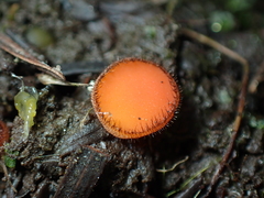 Scutellinia