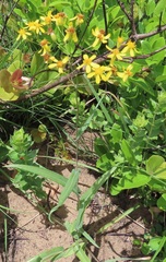 Senecio bupleuroides