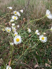 Erigeron annuus