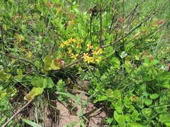Senecio bupleuroides