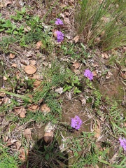 Glandularia aristigera