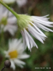 Erigeron annuus