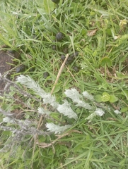 Helichrysum odoratissimum