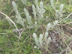 Helichrysum odoratissimum