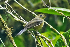 Myiobius villosus