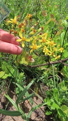 Senecio bupleuroides