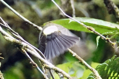 Myiobius villosus