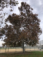 Platanaceae