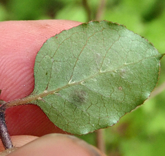 Coprosma rotundifolia