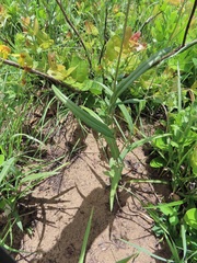 Senecio bupleuroides