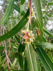Sapium haematospermum