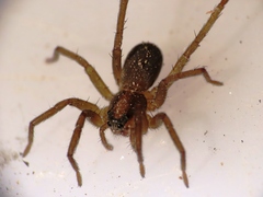 Trabea paradoxa