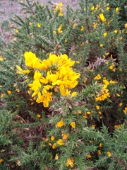 Ulex