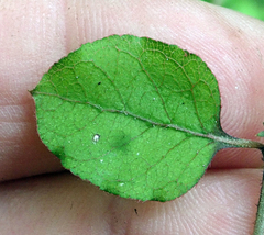 Coprosma rotundifolia