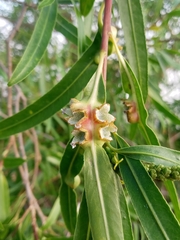 Sapium haematospermum