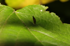 Eriophyes tiliae