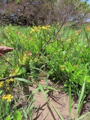 Senecio bupleuroides