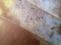 Phyllactinia orbicularis