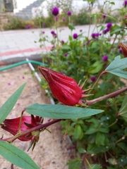 Hibiscus sabdariffa