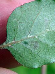 Coprosma rotundifolia