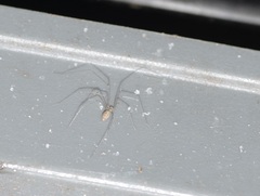 Pholcus phalangioides