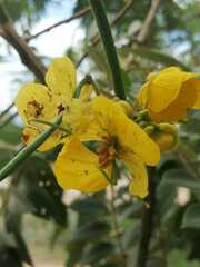 Senna spectabilis