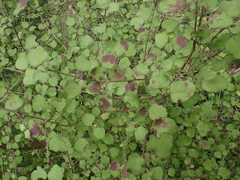 Coprosma rotundifolia