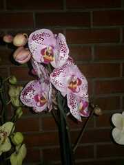 Vandoideae