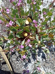 Indigofera ovata