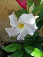 Mandevilla sanderi