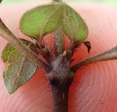 Coprosma rotundifolia