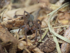 Trabea paradoxa