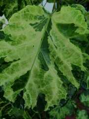 Polyscias scutellaria