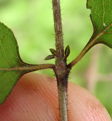 Coprosma rotundifolia