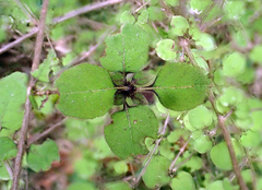 Coprosma rotundifolia