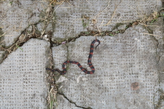 Geophis semidoliatus