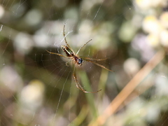Leucauge festiva