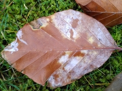 Phyllactinia orbicularis