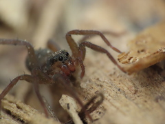 Trabea paradoxa