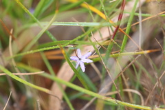 Caesia contorta