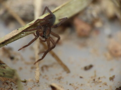 Trabea paradoxa