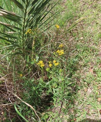 Senecio polyanthemoides