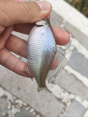 Acheilognathus macropterus