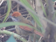 Synallaxis ruficapilla