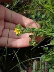 Hypericum anagalloides