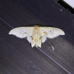 Idaea