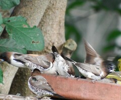 Spermestes cucullata