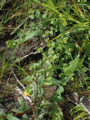 Hypericum anagalloides