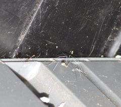 Pholcus phalangioides